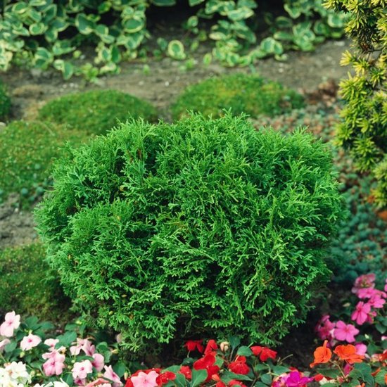 Plants Online BV - Planten - Haagplanten - Coniferen - Tuinplanten - Sier coniferen - Set van 1 - Westerse levensboom 'Tiny Tim'