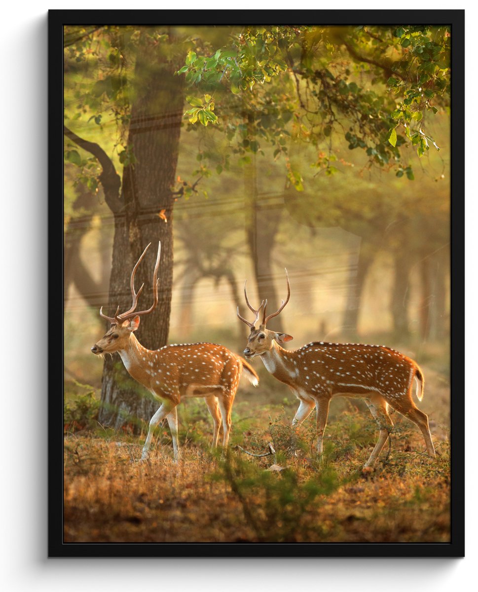 FrameYourWall Poster in lijst - Fotolijst 50x70 cm - Posters - Herten - Bos - Herfst - Bosdieren - Natuur - Hert - Posterlijst zwart - Decoratie - Wanddecoratie woonkamer - Muurdecoratie slaapkamer Groen