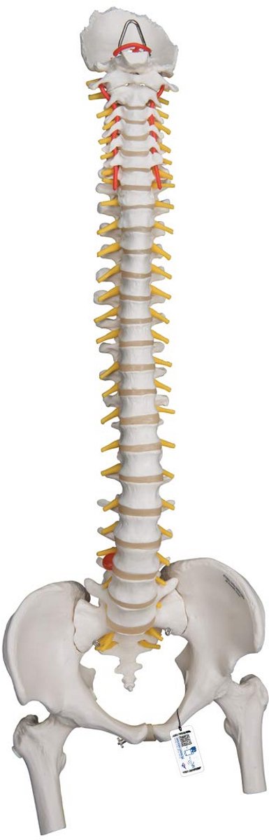 Flexibel Wervelkolommodel met Dijbeensteunen - Anatomisch Model voor Zware Belasting