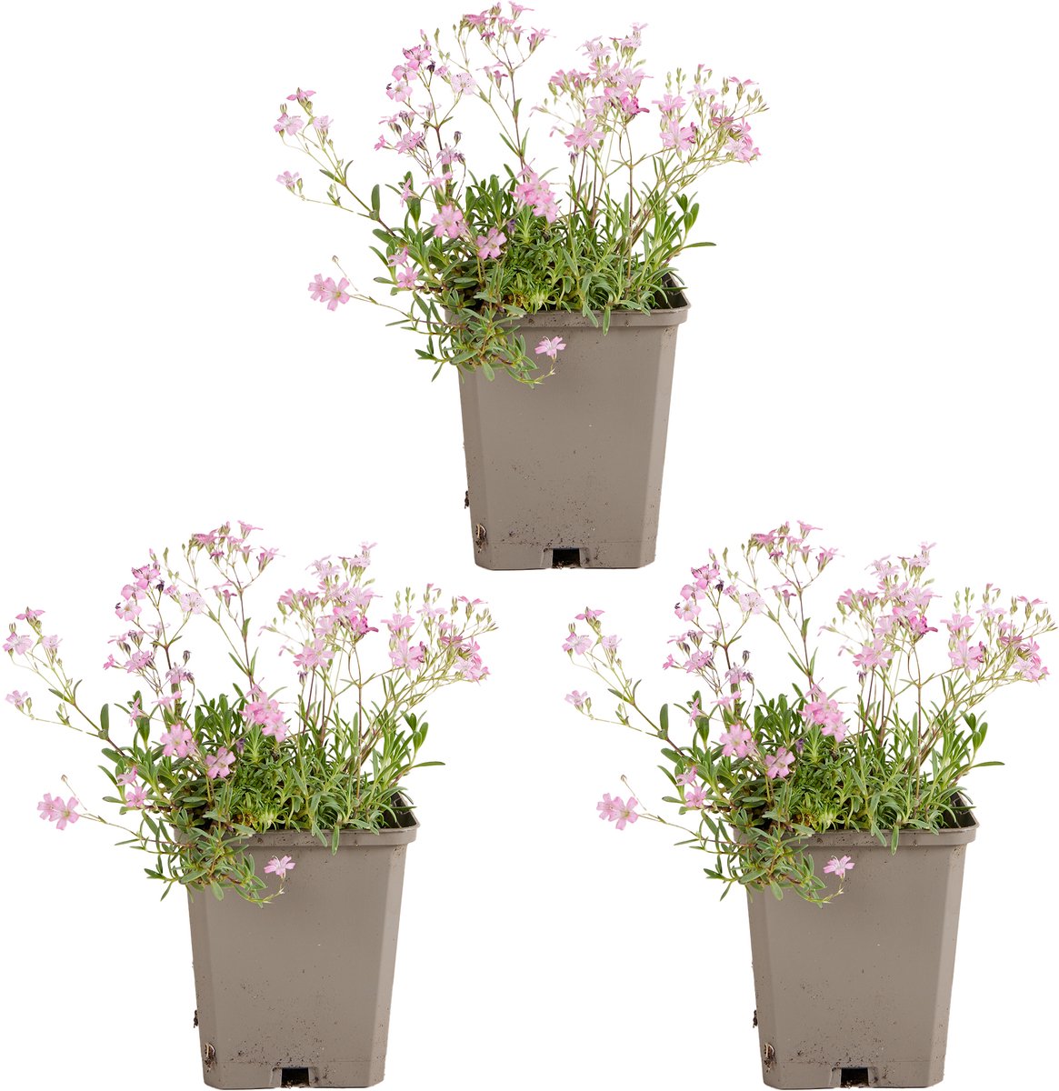 Bloomique - Set van 3 - Gypsophila Repens Rosea - Kruipend gipskruid - Rijkbloeiend - Winterhard - Vaste plant - 10-20 cm hoog - 9 cm pot