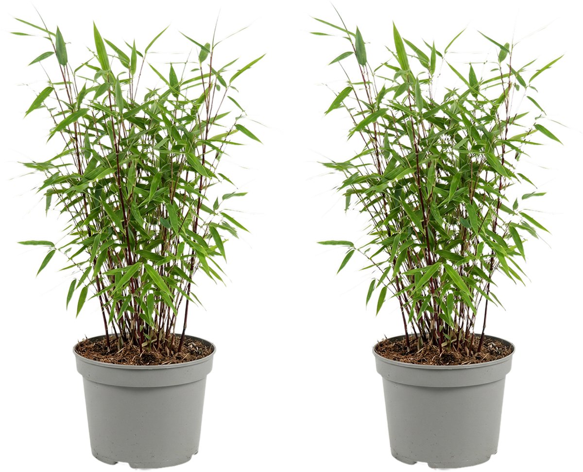 Bloomique - Set van 2 - Fargesia Red Dragon - Rode Bamboe Plant - Niet Woekerend - Winterhard - Wintergroen - Haagplant - Tuinplanten - Hoogte 50-70 cm - Pot 17 cm