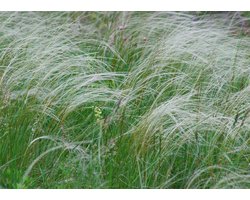 Stipa tenuissima Ponytails – Fijn Vedergras - Grassen/kruiden - Groenblijvend - Vaste planten - bloeit in Juli / Augustus