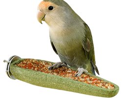 Vogel Knaagstok - Vogel Speeltje - Mentale Stimulatie - Natuurlijk Gedrag - 12x4 cm