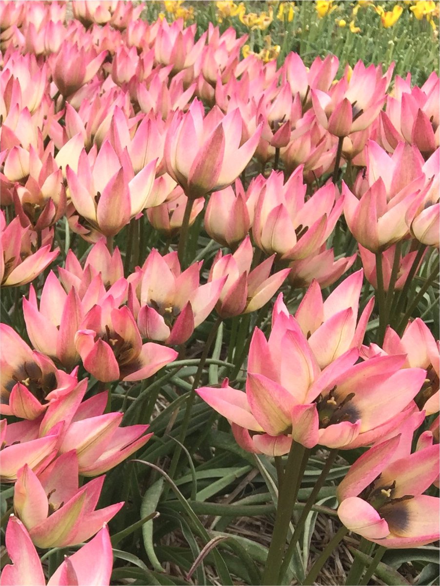 20x Tulpen 'Danique' - BULBi® Bloembollen met bloeigarantie