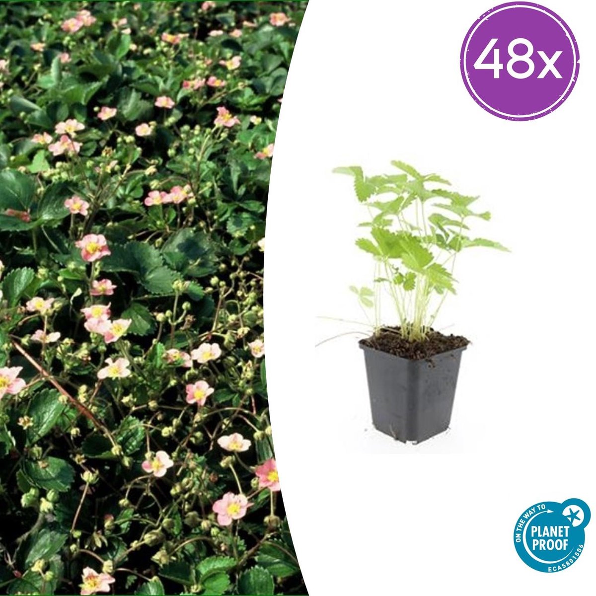 Tuinplantenshop.com | Fragaria vesca | 48 stuks - Ø9cm - 10-25cm hoog - Tuinplant