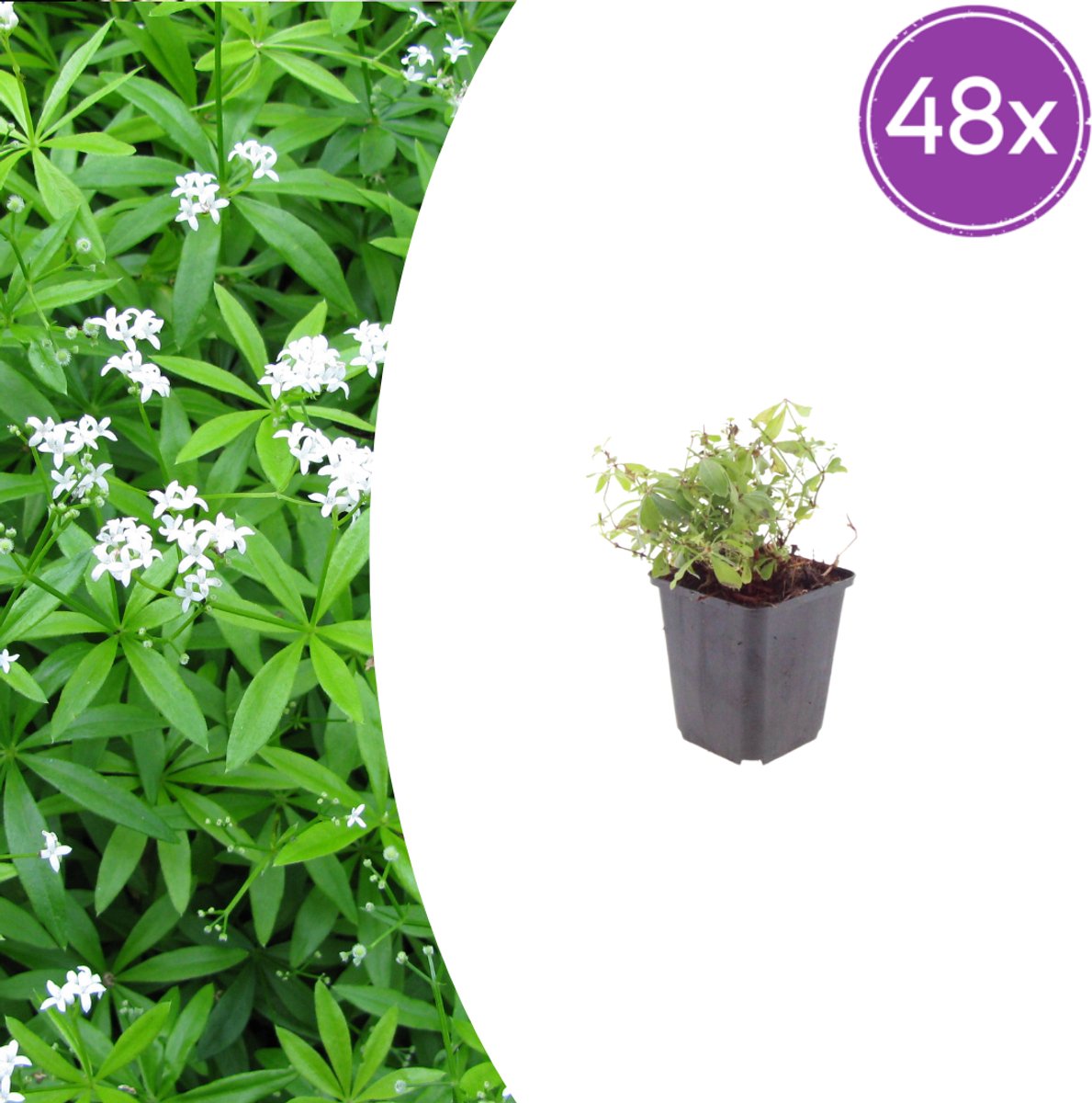 Tuinplantenshop.com | Galium odoratum | 48 stuks - Ø9cm - 10-25cm hoog - Tuinplant
