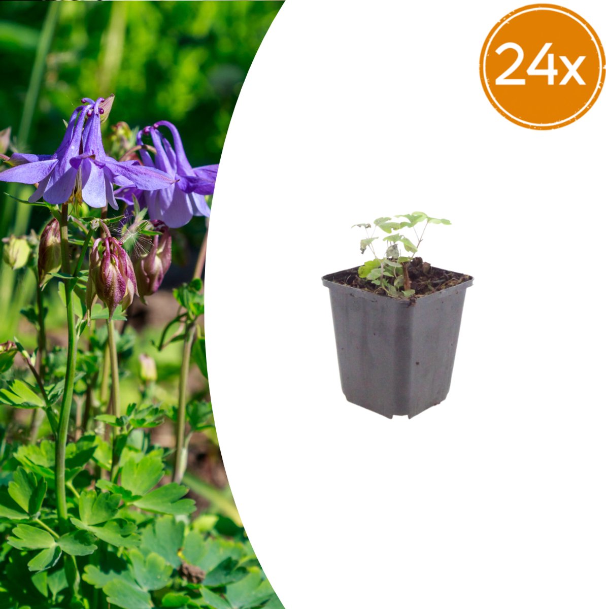 Tuinplantenshop.com | Aquilegia vulgaris | 24 stuks - Ø9cm - 10-25cm hoog - Tuinplant