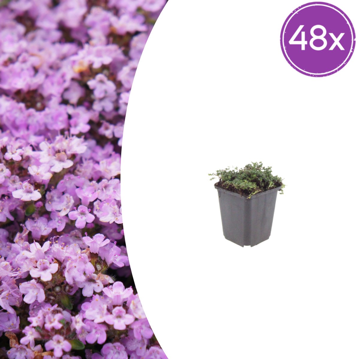 48 Stuks Kruiptijm, Paars tot Violetroze bloemen, rotstuin, bodembedekker, Thymus praecox Purple Beauty - 10-25cm - Ø9cm