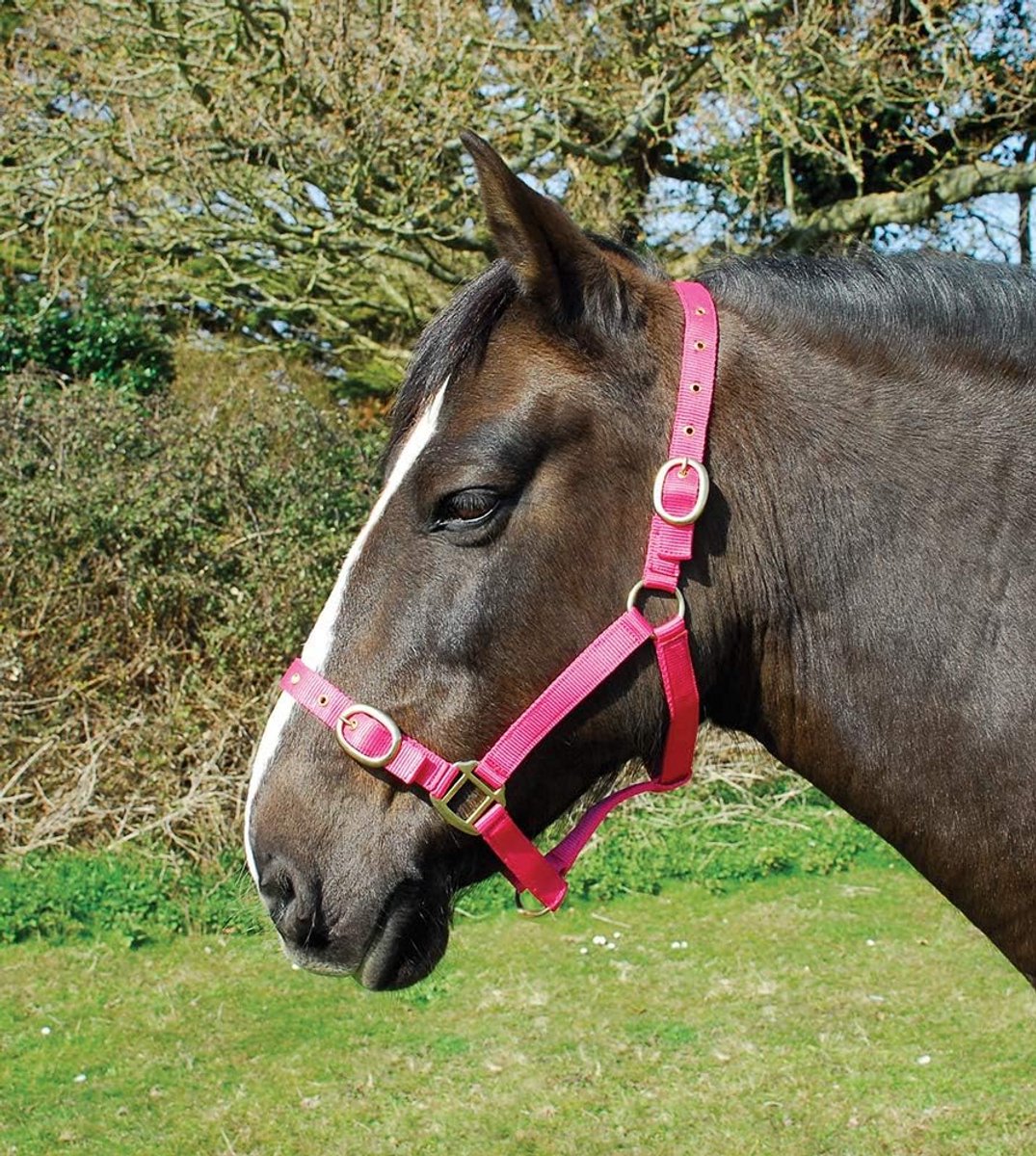 Nylon Halster voor Pony - Framboos
