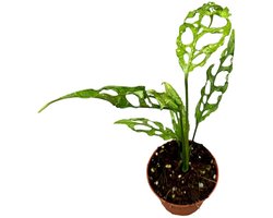 Monstera Obliqua Peru Kamerplant Potmaat Ø9 cm |Vers Van De Kweker