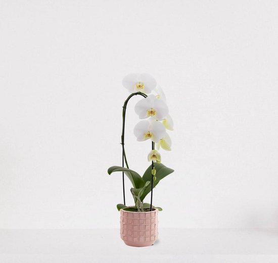 Phalaenopsis Cascade roze kopen