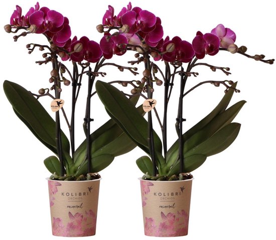 Kolibri Orchids | COMBI DEAL van 2 paarse phalaenopsis orchideeën - Morelia - potmaat Ø9cm | bloeiende kamerplant - vers van de kweker