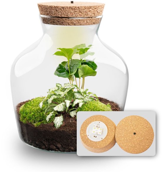 DIY terrarium - Sammie - ↕ 27 cm DIY terrarium - Sammie - ↕ 27 cm
