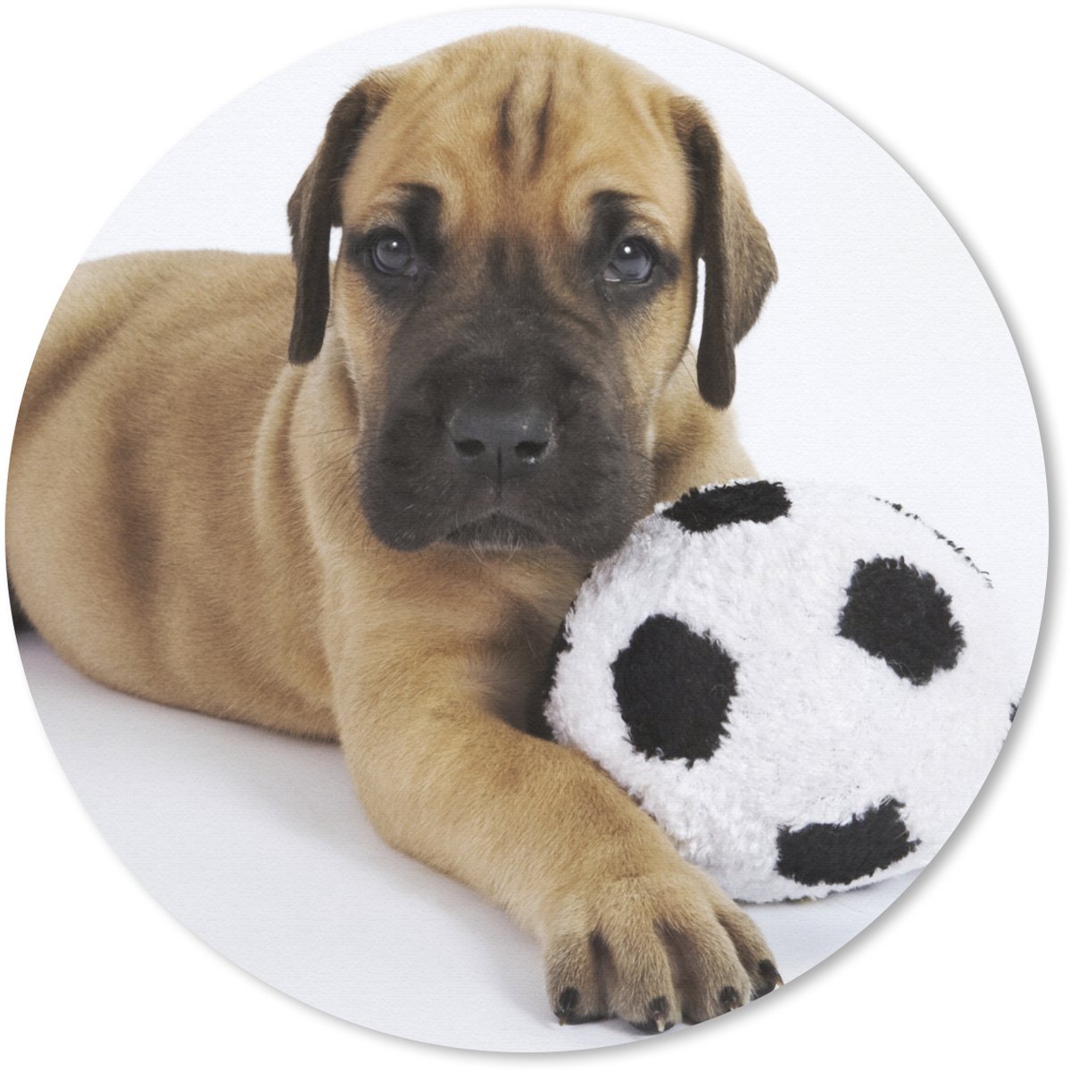 Muismat rond 50x50 cm - Mousepad Een bruine puppy met een voetbal - Ronde muismatten