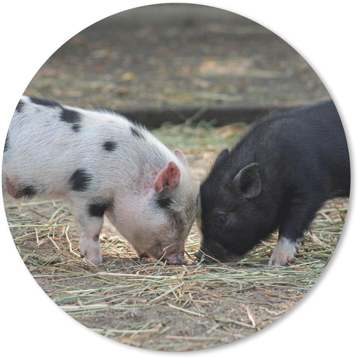 Muismat rond 40x40 cm - Mousepad Varkens - Biggen - Stro - Ronde muismatten