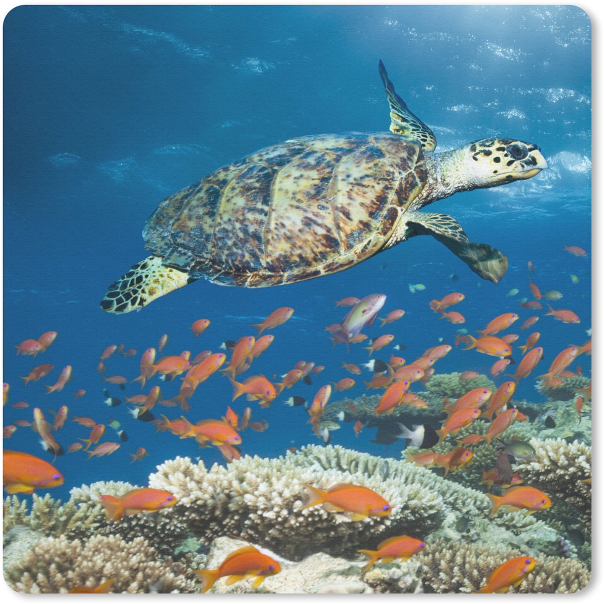 Muismat 30x30 cm - Mousepad Koraalrif met schildpad - Muismatten