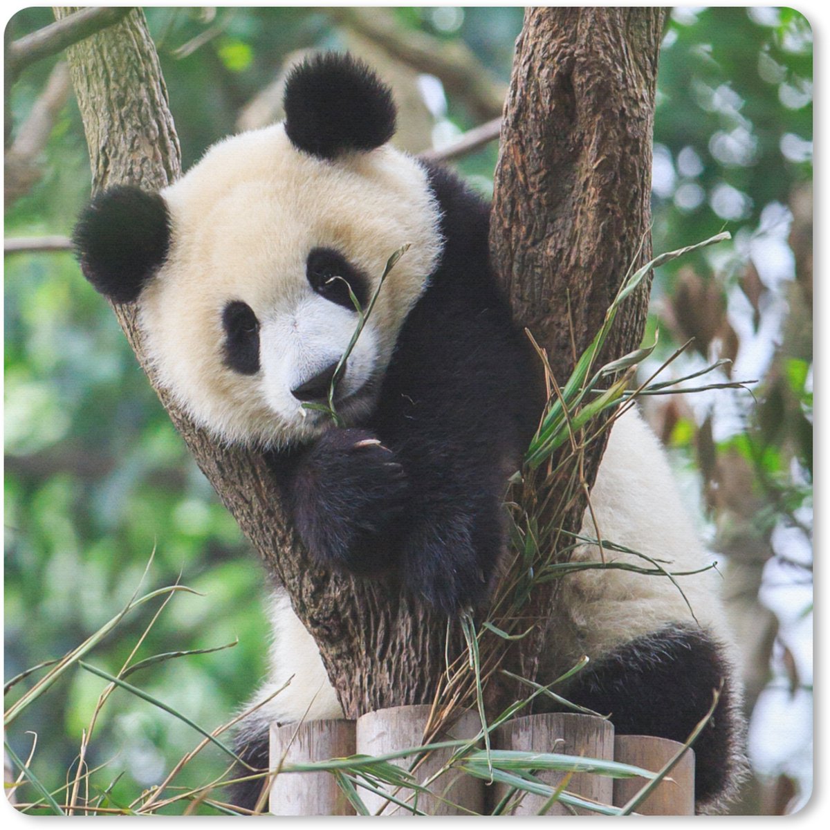 Muismat 20x20 cm - Mousepad Panda - Dieren - Jungle - Natuur - Muismatten