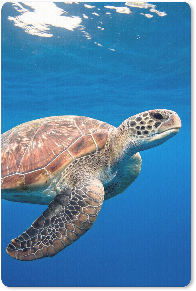 Muismat 18x27 cm - Mousepad Schildpad in de oceaan - Muismatten