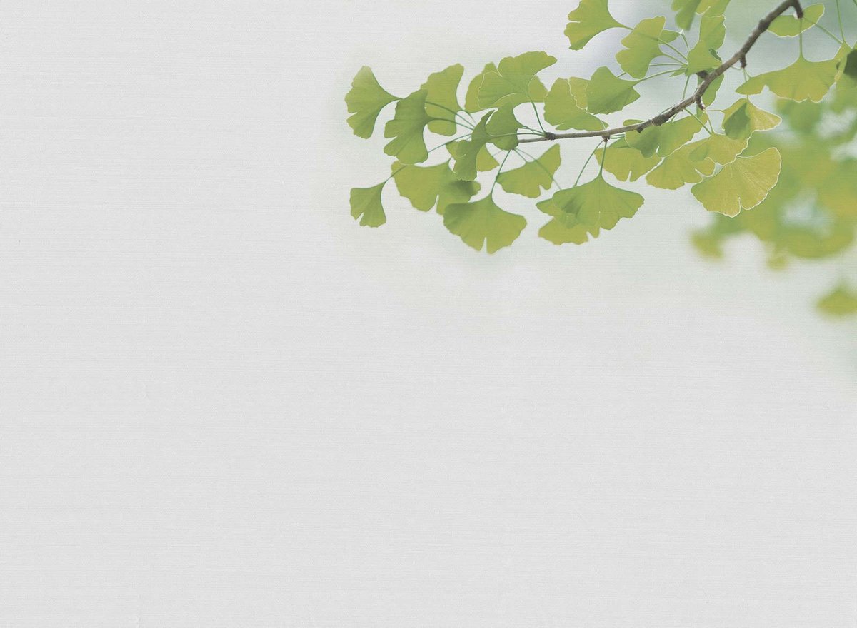 Fototapete Designwalls 2 DD123468 Ginkgo1