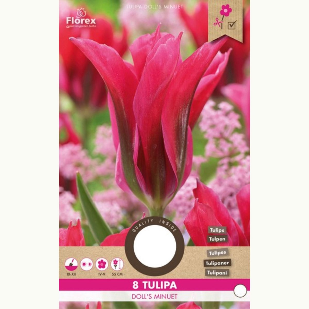 Tulpen Doll's Minuet – Tulipa - Snijbloemen - Voorjaarsbollen - bloeit in April / Mei