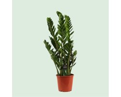 Zamioculcas Zamiifolia - Luchtzuiverend - Kamerplant - Makkelijk te onderhouden - Onderhoudsvrij