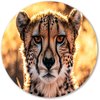 Cheetah, Hyperrealisme, Close-up, Oranje, goud, bruin, zwart, wit