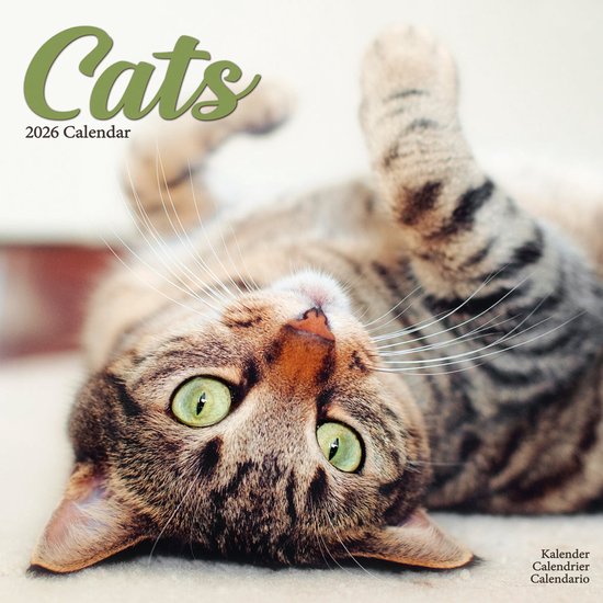 Rode Katten Slimline Kalender 2026: Kittens in Stijl Rode Katten Slimline Kalender 2026: Kittens in Stijl