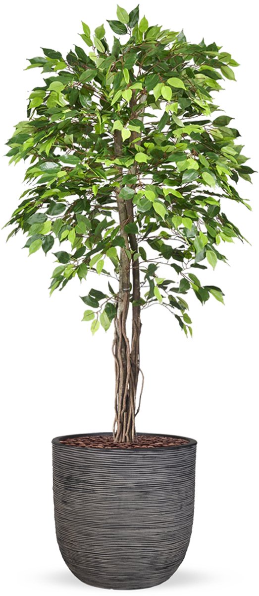 HTT Decorations Kunstplant Ficus groen in planter ball Rib antraciet H200 cm