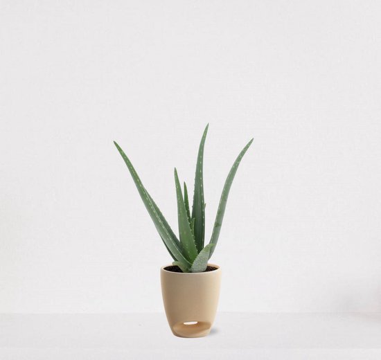Aloë Vera en pot décoratif Jip vanille - succulente - facile d'entretien - 35-45cm - Ø13 - livrée avec pot de fleurs - fraîchement sortie de la pépinière