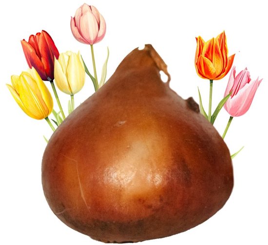 20 Tulpenbollen los verpakt in doosje - Bloembollen - Tulpen - Tulp Bollen - Bloemen - Zaadbom.com