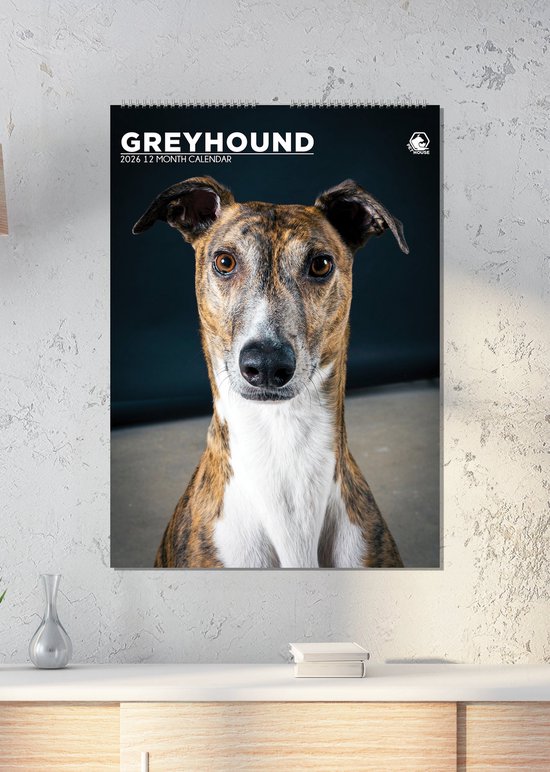 Greyhound