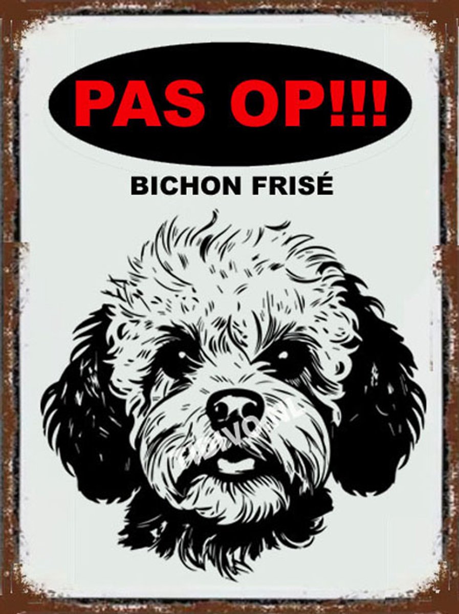 Bichon frisé 17