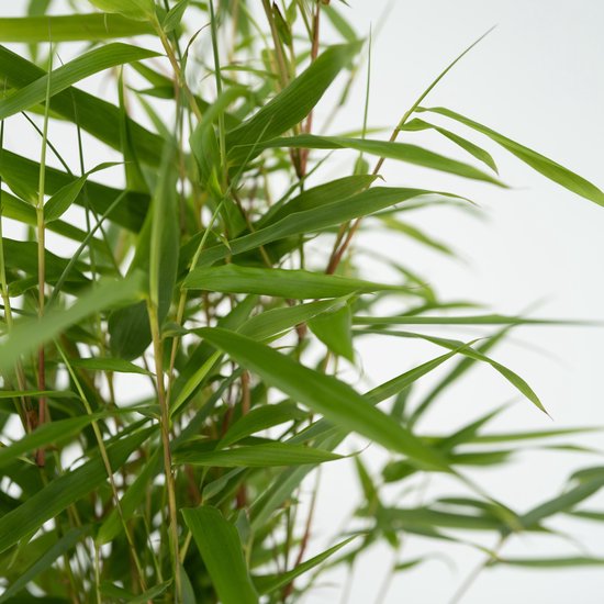 Plant in a Box - Set de 3 Fargesia Rufa - Bambou non invasif - Pot ⌀ 13cm - Hauteur ↕ 30-40cm