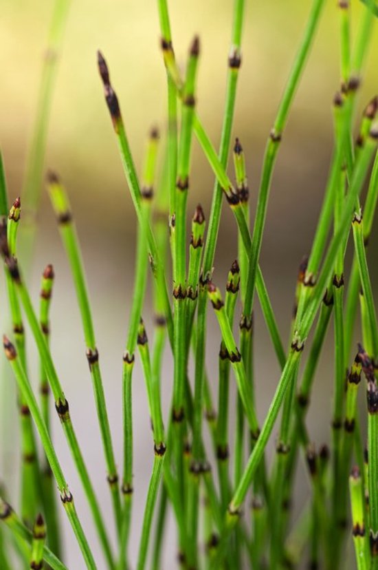 Plants Online - Tuinplanten - Waterplanten - Set van 5 - Equisetum scirpoides - 0.7 liter pot - Plant