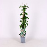 3 pièces | Clématite 'Marjorie' C2 60-70 cm