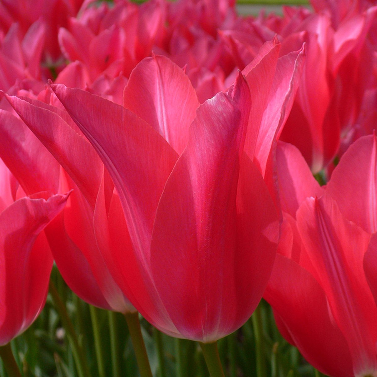 Tulp Mariette | 10 stuks | Leliebloemig | Roze | Tulpenbollen