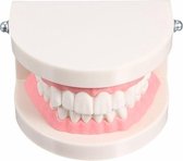 1 pak tandheelkundige tandarts tand tanden leer model roze vleesgommen