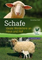 Landleben - Schafe