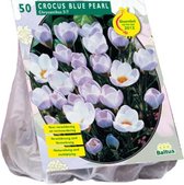 Crocus (Krokus) bloembollen - Chrysanthus Blue Pearl - 2 x 50 stuks