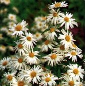 6 x Aster Novi Belgii 'Weisses Wunder' - Herfstaster pot 9x9 cm - Witte bloemen, herfstbloeier