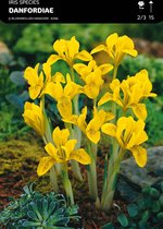 10 x Iris Danfordiae - Geel