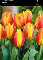 50 x Tulp Flair