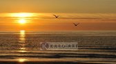 Schilderij - Prachtige zonsondergang, zeemeeuwen