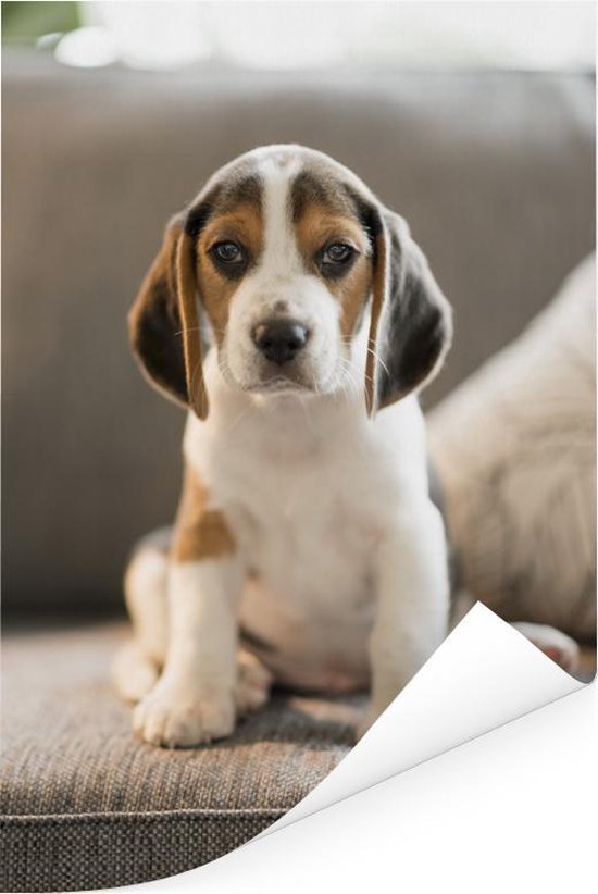 Schattige Beagle puppy op de bank Poster 40x60 cm - Foto op Poster... | bol.com