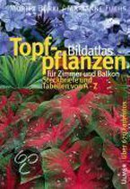 Bildatlas Topfpflanzen fr Zimmer und Balkon, Moritz Brki | 9783800146543  | Livres | bol