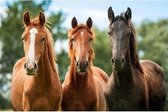 Dieren magneet 3D bruine paarden