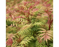 Sorbaria sorbifolia 'Sem' - Lijsterbesspirea 30-40 cm in pot