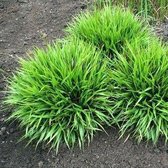 12 x Luzula pilosa Igel - Veldbies in 9x9cm pot met hoogte 5-10cm
