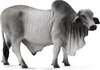 Collecta Boerderijdieren: Brahmaan Stier 14 Cm Grijs