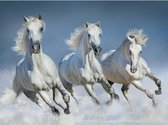 Dieren magneet 3D witte paarden